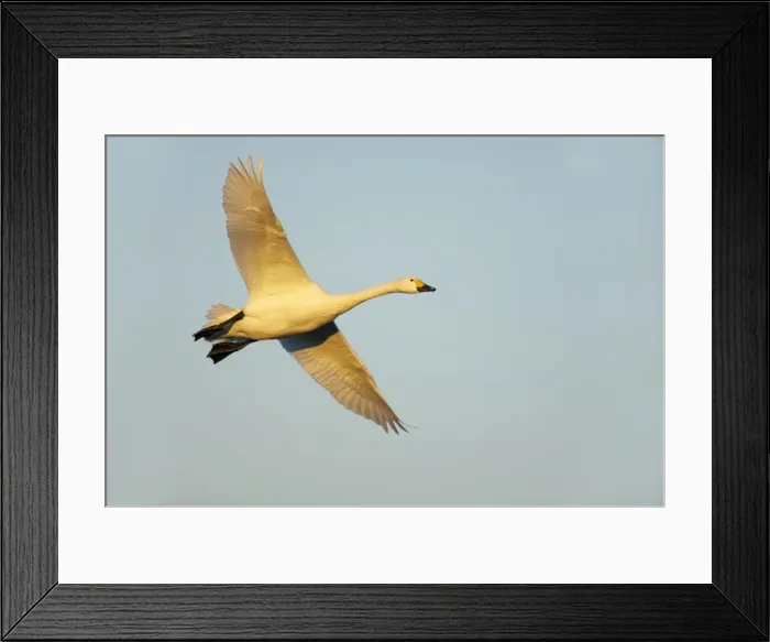 Framed Print : Picture No. 10883946 Framed Print : Picture No. 10883946