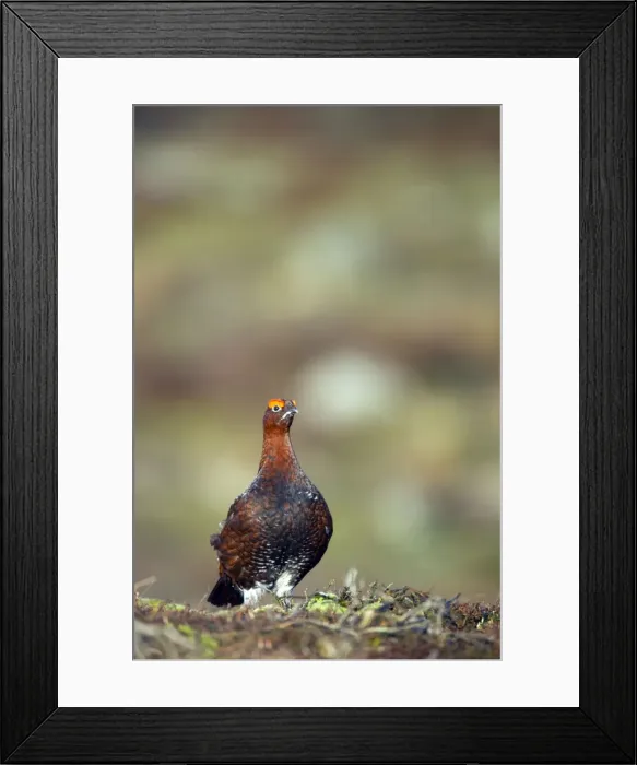 Framed Print : Picture No. 10883928 Framed Print : Picture No. 10883928