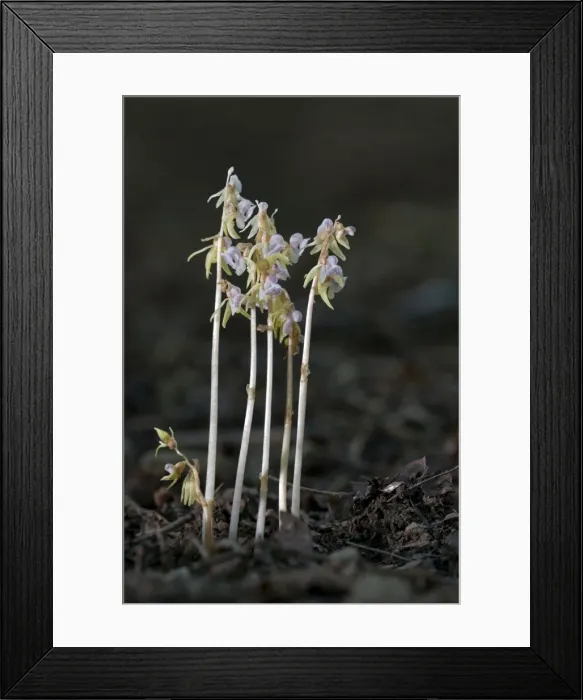 Framed Print : Picture No. 10884168 Framed Print : Picture No. 10884168