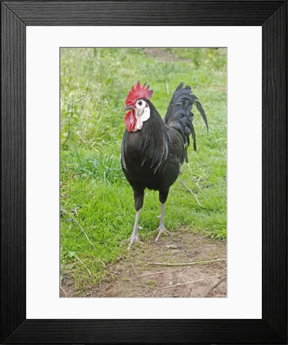 Framed Print : Picture No. 10884144
