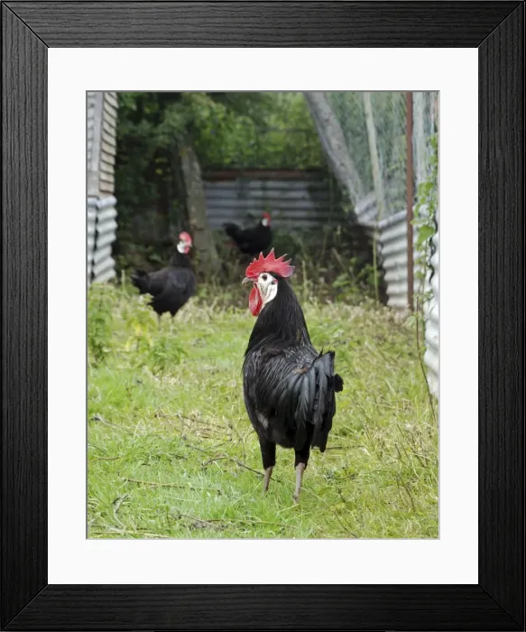 Framed Print : Picture No. 10884143 Framed Print : Picture No. 10884143