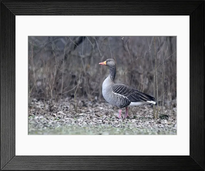 Framed Print : Picture No. 10884219 Framed Print : Picture No. 10884219