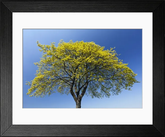 Framed Print : Picture No. 10884427 Framed Print : Picture No. 10884427