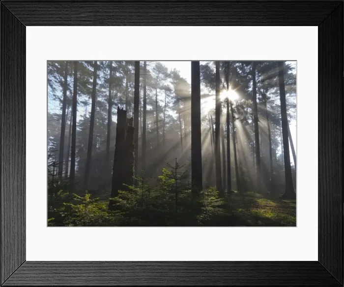 Framed Print : Picture No. 10884420 Framed Print : Picture No. 10884420