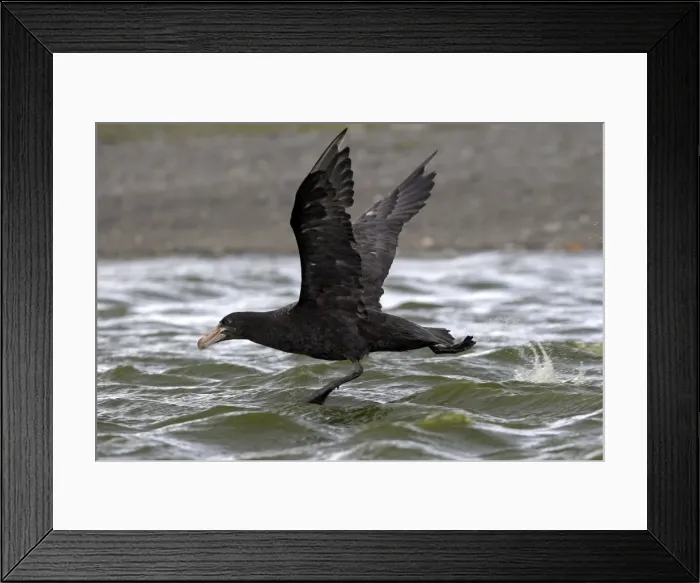 Framed Print : Picture No. 10884464