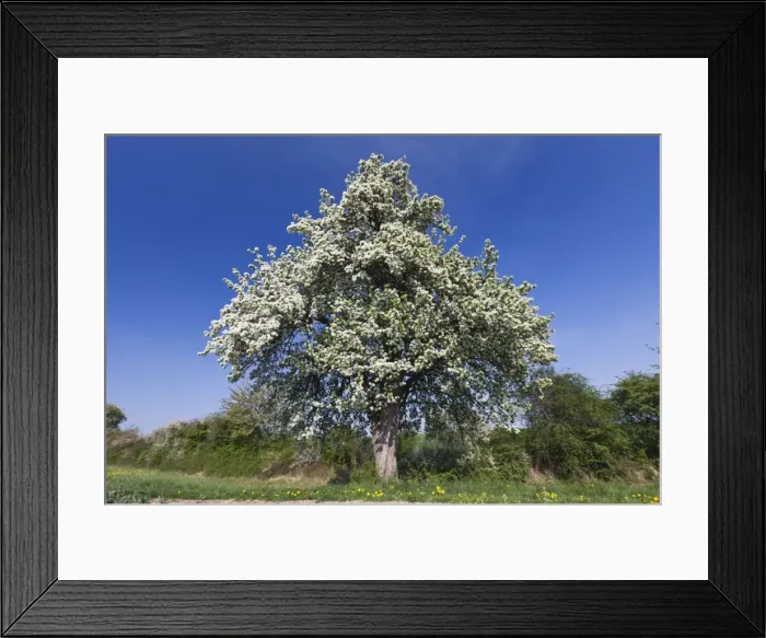 Framed Print : Picture No. 10884430 Framed Print : Picture No. 10884430