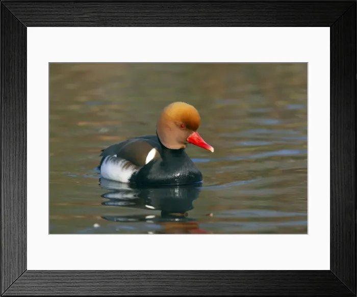 Framed Print : Picture No. 10883940 Framed Print : Picture No. 10883940