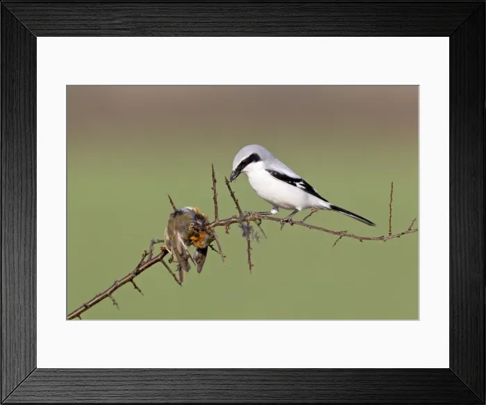 Framed Print : Picture No. 10884391 Framed Print : Picture No. 10884391