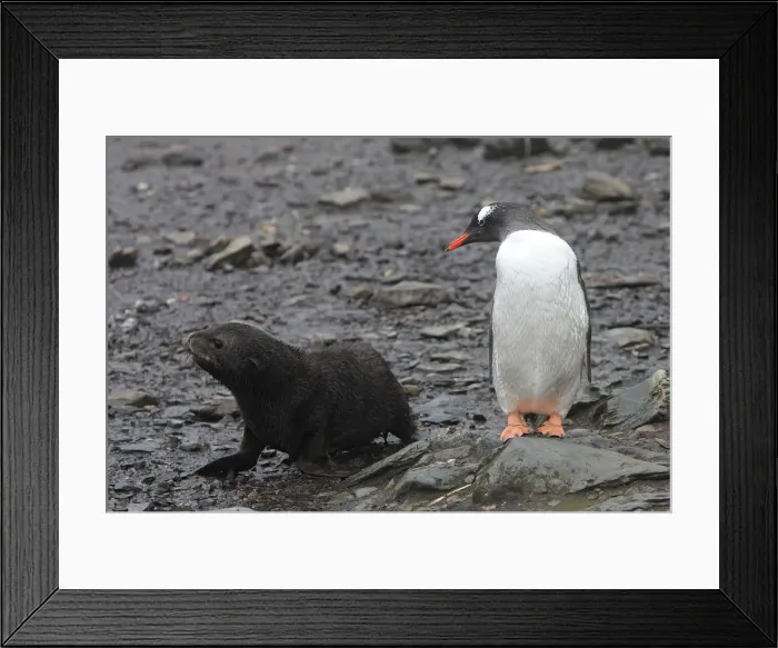 Framed Print : Picture No. 10884445 Framed Print : Picture No. 10884445