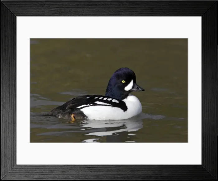 Framed Print : Picture No. 10883937 Framed Print : Picture No. 10883937
