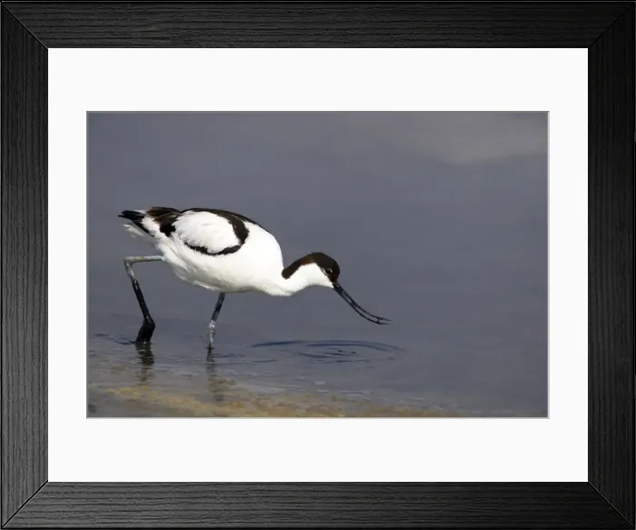 Framed Print : Picture No. 10883911 Framed Print : Picture No. 10883911