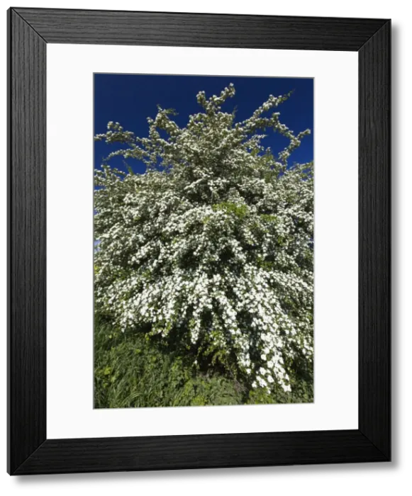 Framed Print : Picture No. 10884425 Framed Print : Picture No. 10884425