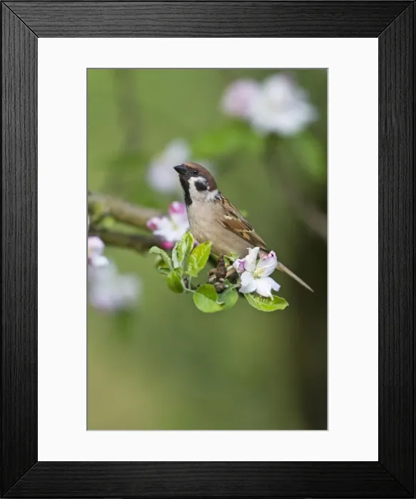 Framed Print : Picture No. 10884394 Framed Print : Picture No. 10884394