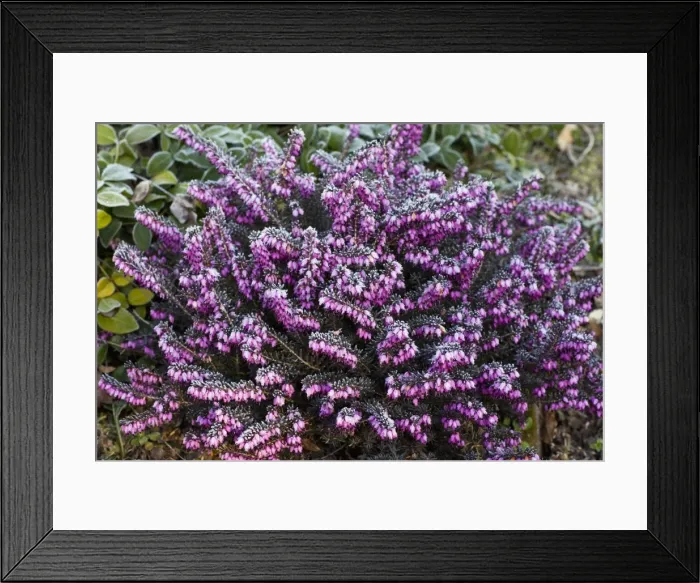 Framed Print : Picture No. 10884415