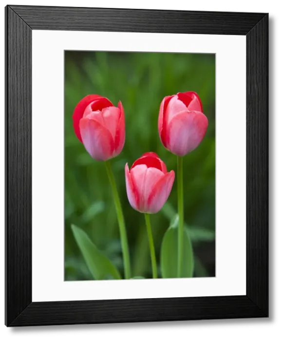 Framed Print : Picture No. 10884437 Framed Print : Picture No. 10884437