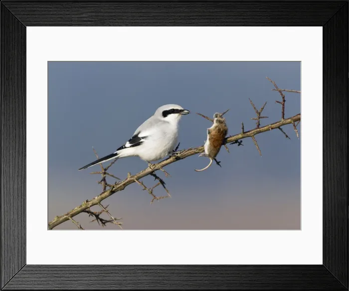 Framed Print : Picture No. 10884382 Framed Print : Picture No. 10884382