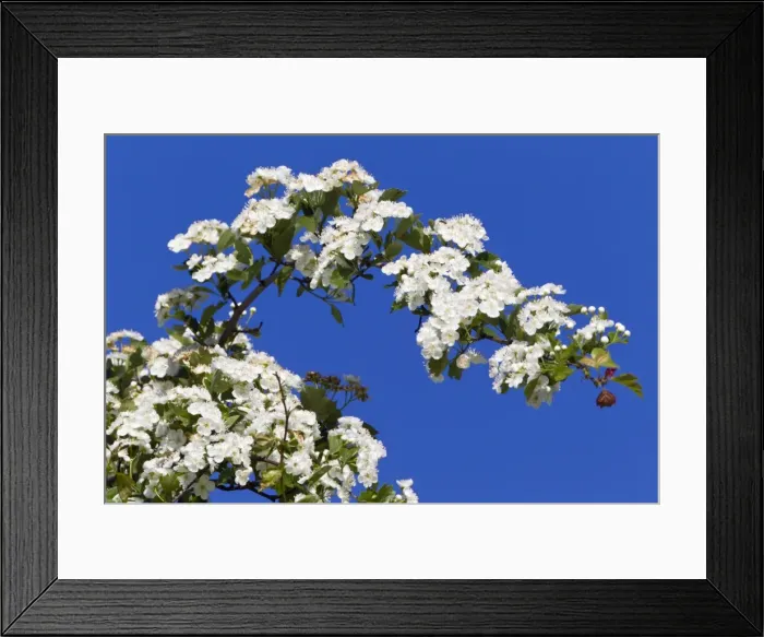 Framed Print : Picture No. 10884423