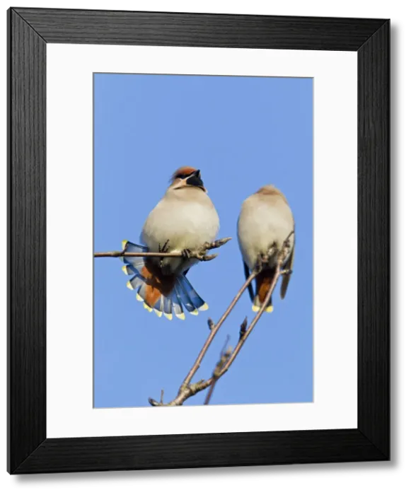 Framed Print : Picture No. 10884403 Framed Print : Picture No. 10884403