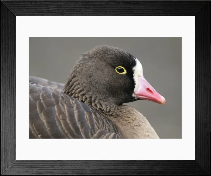 Framed Print : Picture No. 10884221 Framed Print : Picture No. 10884221