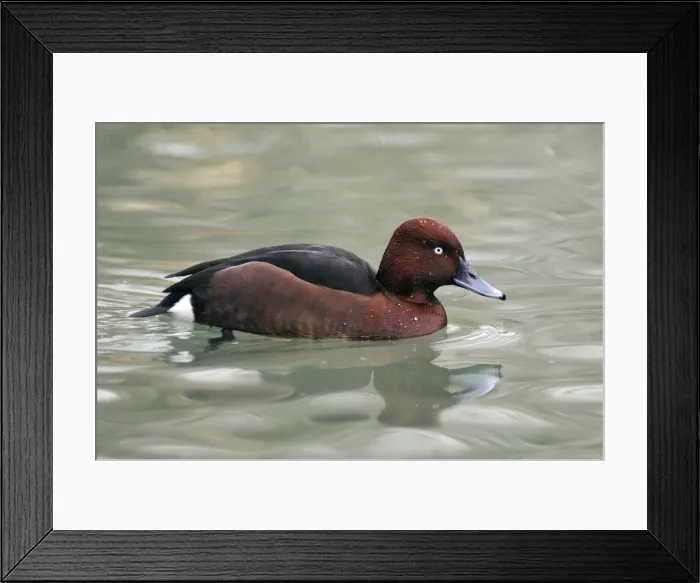 Framed Print : Picture No. 10884218 Framed Print : Picture No. 10884218