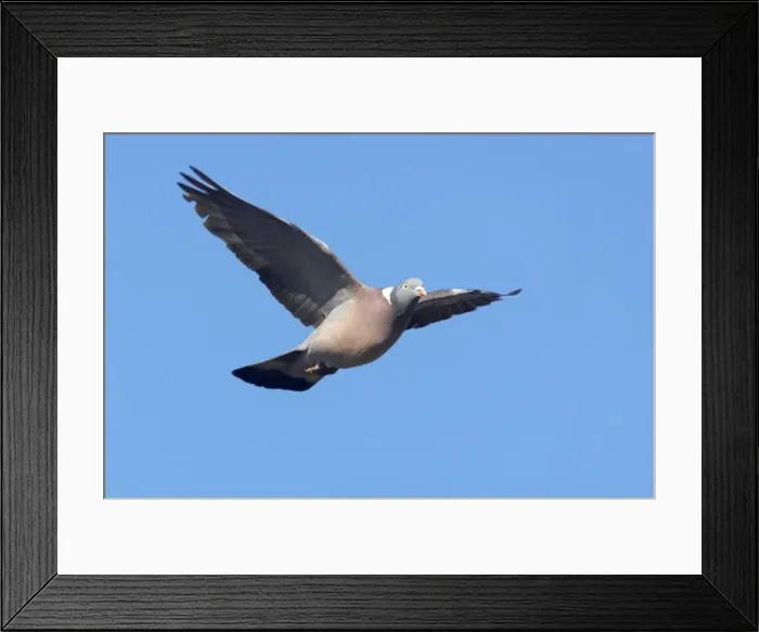 Framed Print : Picture No. 10883949 Framed Print : Picture No. 10883949