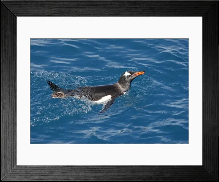 Framed Print : Picture No. 10884449