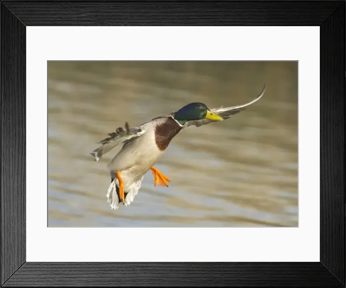 Framed Print : Picture No. 10883929 Framed Print : Picture No. 10883929