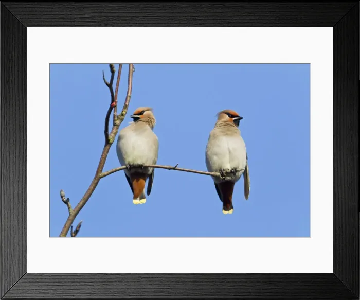 Framed Print : Picture No. 10884405 Framed Print : Picture No. 10884405