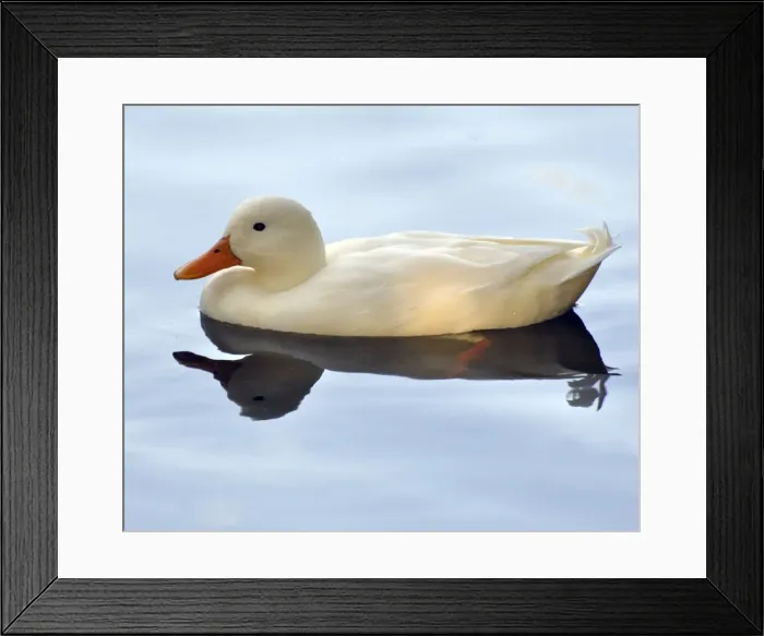 Framed Print : Picture No. 10884146 Framed Print : Picture No. 10884146