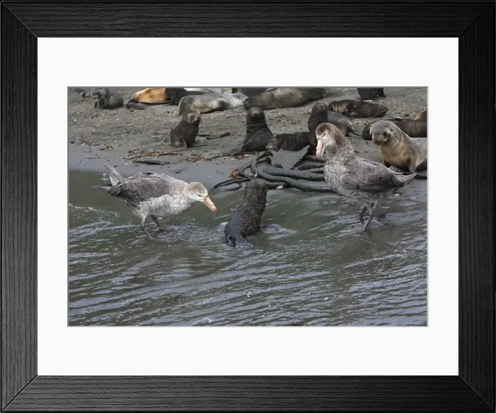 Framed Print : Picture No. 10884461 Framed Print : Picture No. 10884461