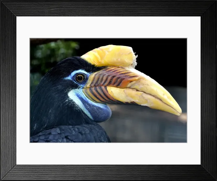 Framed Print : Picture No. 10884149