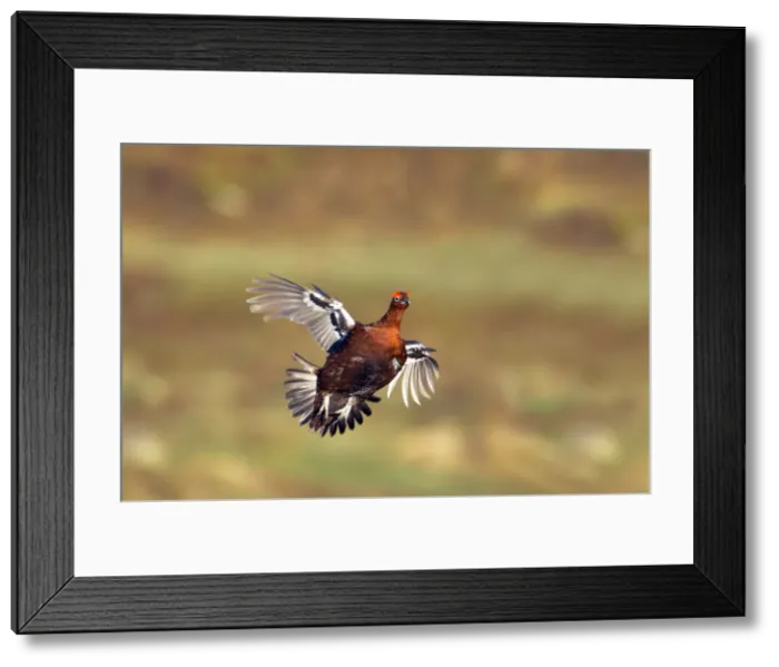 Framed Print : Picture No. 10883927 Framed Print : Picture No. 10883927