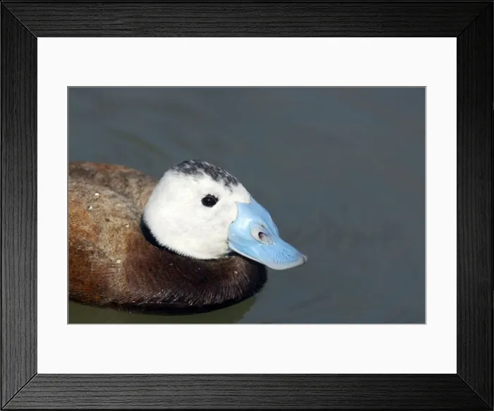 Framed Print : Picture No. 10883932 Framed Print : Picture No. 10883932