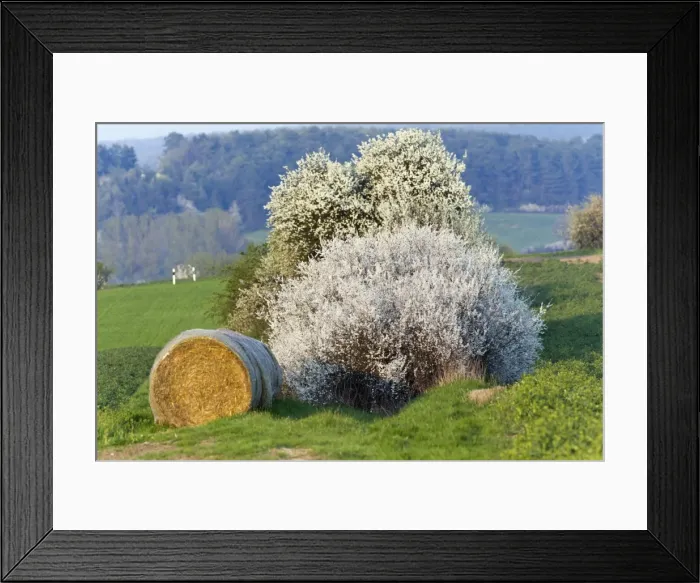 Framed Print : Picture No. 10884426 Framed Print : Picture No. 10884426