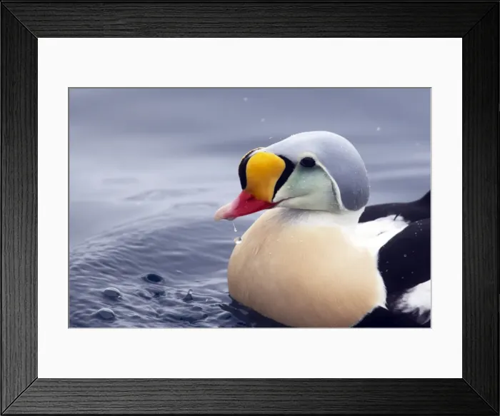 Framed Print : Picture No. 10883922 Framed Print : Picture No. 10883922