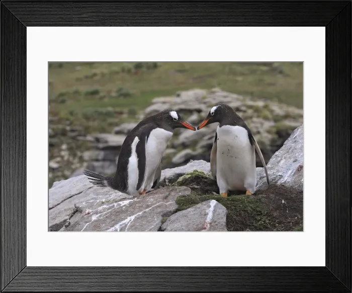 Framed Print : Picture No. 10884452 Framed Print : Picture No. 10884452
