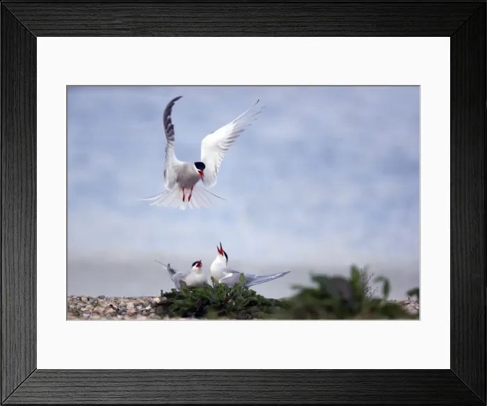 Framed Print : Picture No. 10883906 Framed Print : Picture No. 10883906