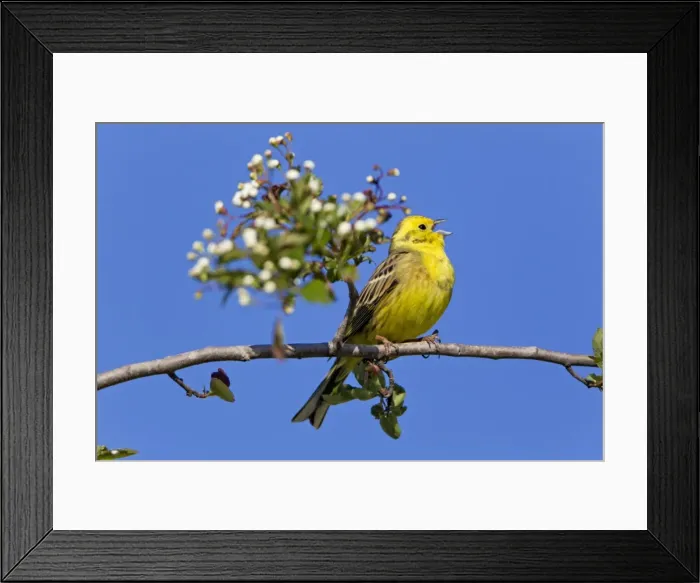 Framed Print : Picture No. 10884408 Framed Print : Picture No. 10884408
