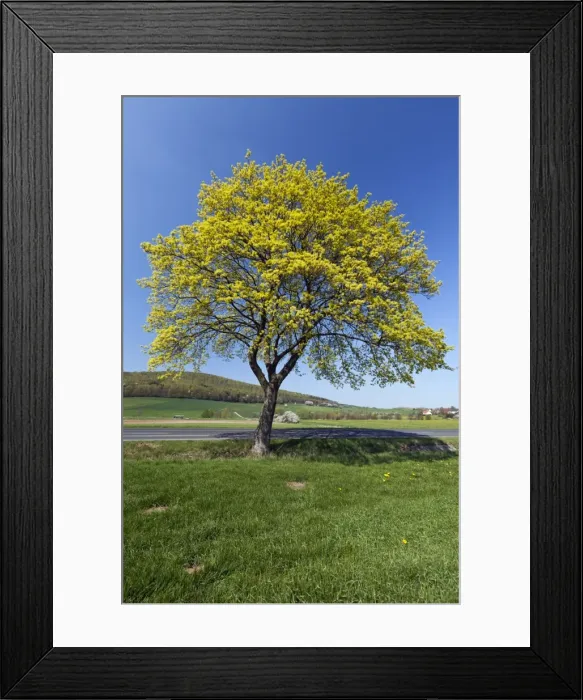 Framed Print : Picture No. 10884438 Framed Print : Picture No. 10884438