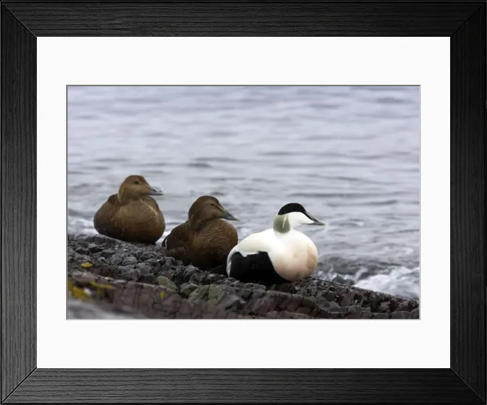 Framed Print : Picture No. 10883926 Framed Print : Picture No. 10883926