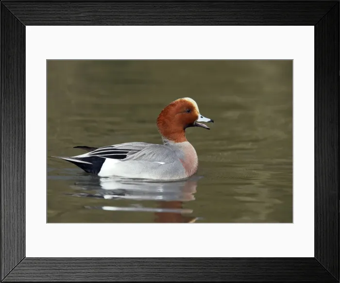 Framed Print : Picture No. 10883935 Framed Print : Picture No. 10883935