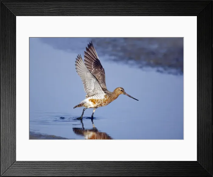 Framed Print : Picture No. 10883904 Framed Print : Picture No. 10883904