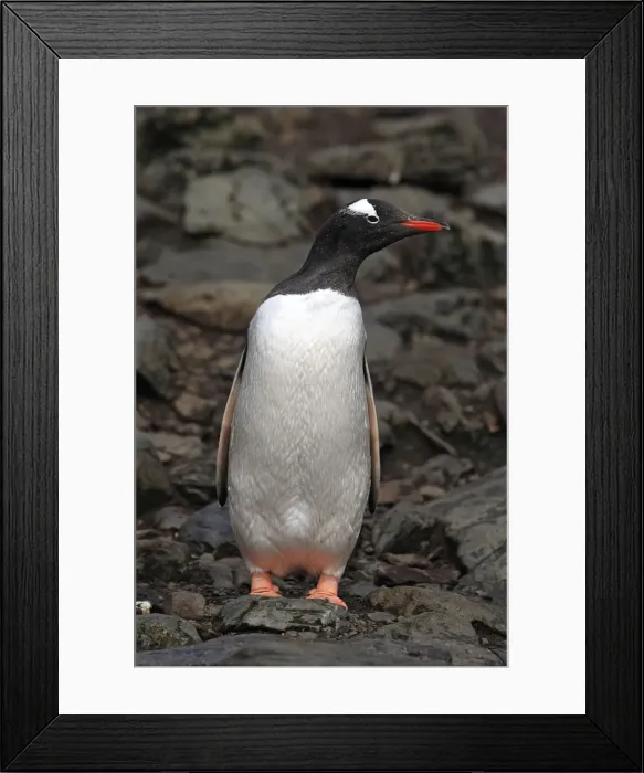Framed Print : Picture No. 10884444 Framed Print : Picture No. 10884444