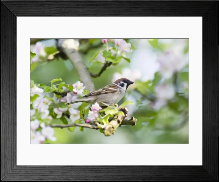 Framed Print : Picture No. 10884396 Framed Print : Picture No. 10884396