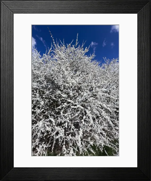 Framed Print : Picture No. 10884433 Framed Print : Picture No. 10884433