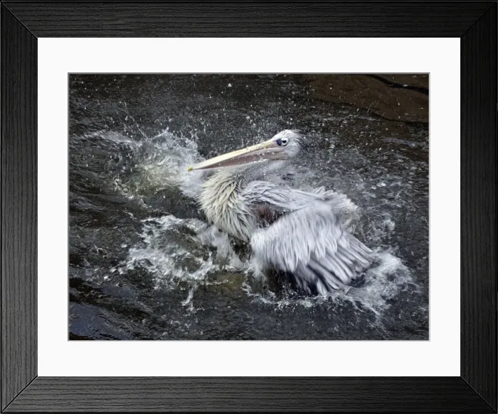 Framed Print : Picture No. 10884155 Framed Print : Picture No. 10884155