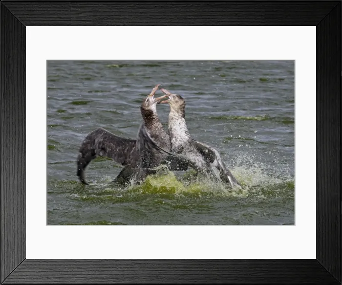 Framed Print : Picture No. 10884467