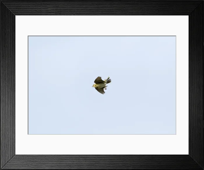 Framed Print : Picture No. 10884398 Framed Print : Picture No. 10884398