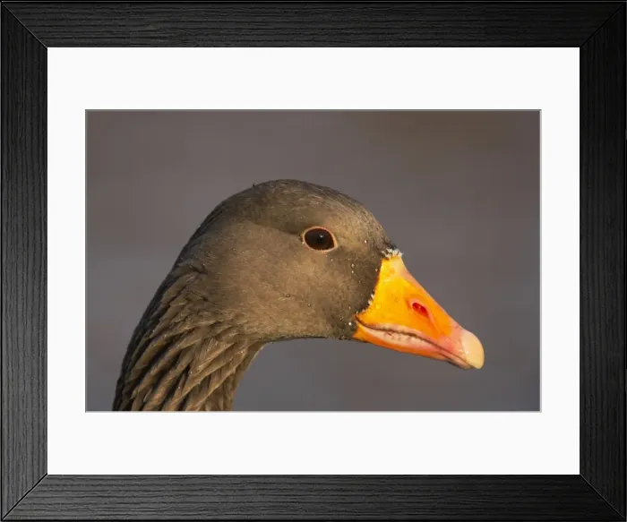 Framed Print : Picture No. 10883957 Framed Print : Picture No. 10883957