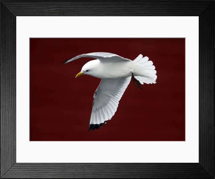 Framed Print : Picture No. 10883921 Framed Print : Picture No. 10883921